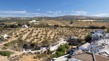 Olive grove Endülüs dağlarda