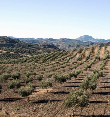 Olive grove Endülüs dağlarda