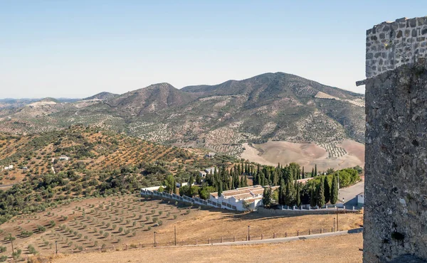 Olivo Las Montañas Andalucía —  Fotos de Stock