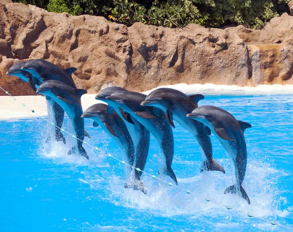 Dolfijnen Het Water Park Van Tenerife Stockafbeelding