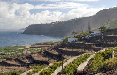 Muz ağaçları ile denizin Tenerife Adası