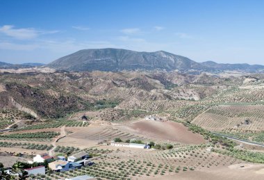 Olive grove Endülüs dağlarda
