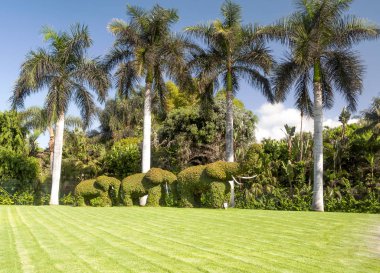 Palmiye ağaçları Tenerife su parkı