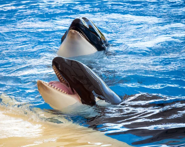 Orcas Parque Aquático Tenerife — Fotografia de Stock