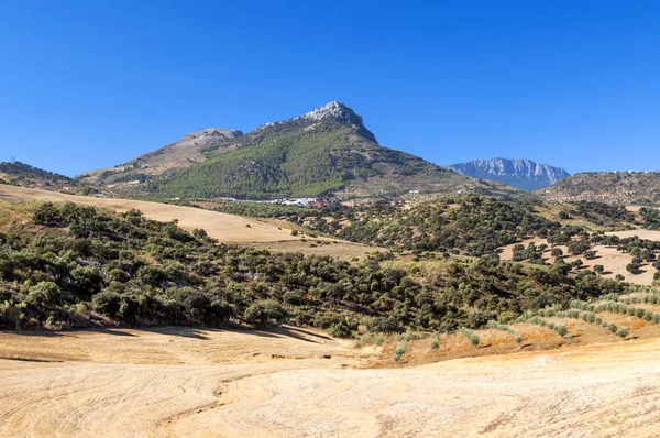 Olivo Las Montañas Andalucía — Foto de Stock