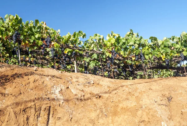 Виноградники Острове Тенерифе — стоковое фото