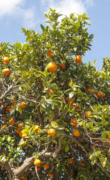 Πορτοκαλί Δέντρα Που Φυτεύτηκαν Στο Πεδίο — Φωτογραφία Αρχείου