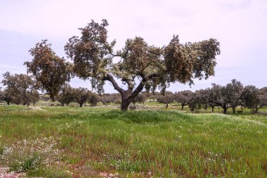Güneşli bir günde Extremadura alanları