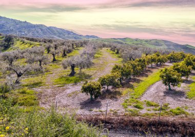 Andalusia içinde portakal ağaçlarının alanları