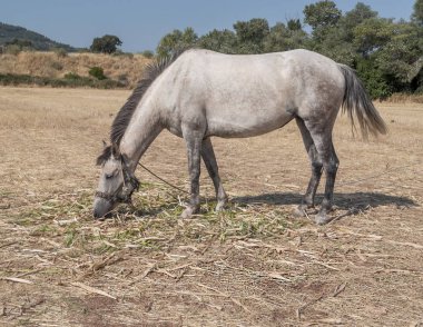 At alanlarında otlatma