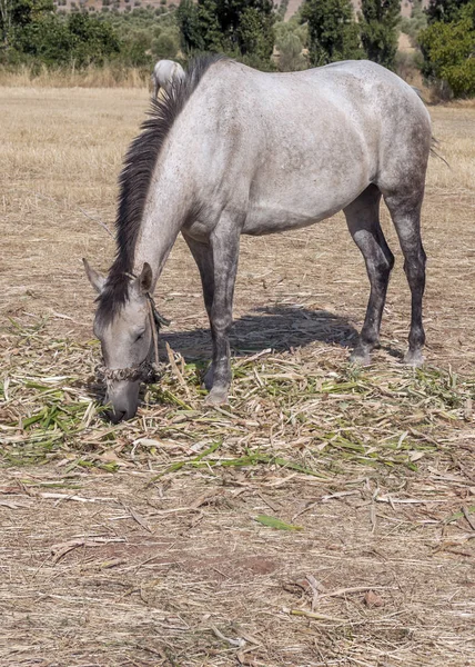 Horse Grazing Fields — Stock Photo, Image