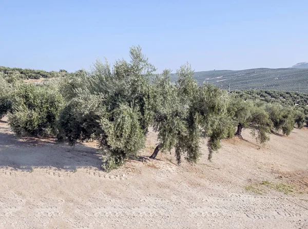 Olijfbomen Andalusië — Stockfoto