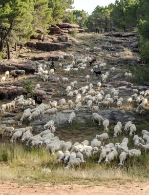 Teruel Dağları çalışan koyun