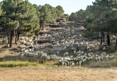 Teruel Dağları çalışan koyun