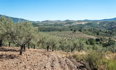 Extremadura tarlalarında zeytin ağaçları