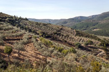 Extremadura tarlalarında zeytin ağaçları