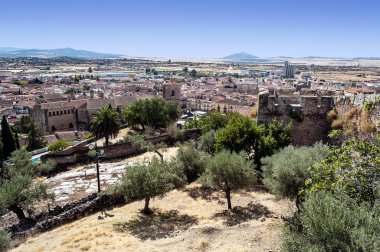 Extremadura tarlalarında zeytin ağaçları