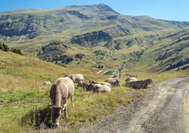 Pireneler dağlarındaki İnekler Cerler 'de