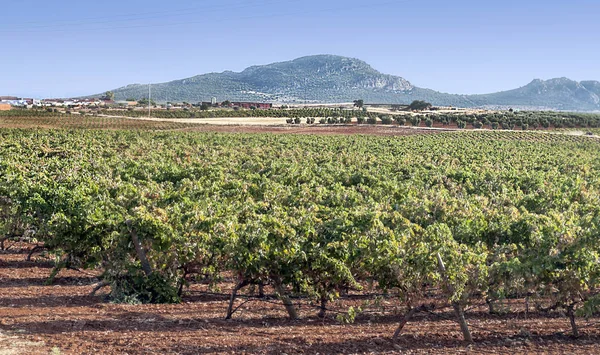 Olive Trees Fields Extremadura — Stock Photo, Image