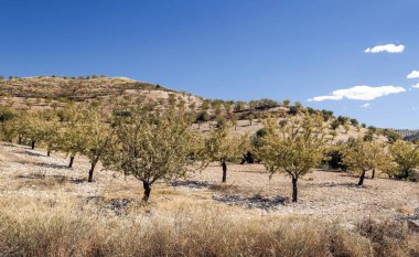 Granada 'da zeytin ağaçlarının manzarası