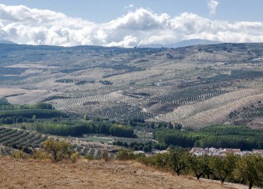 Granada 'da zeytin ağaçlarının manzarası