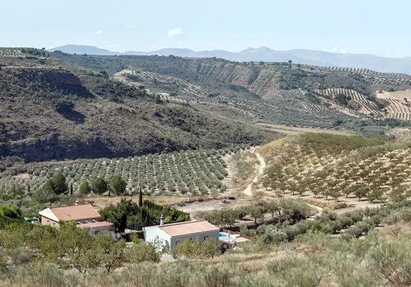 Granada 'da zeytin ağaçlarının manzarası