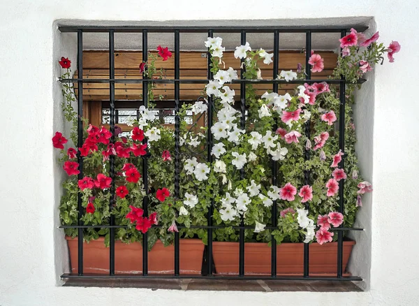 Window with flowers on a white wall