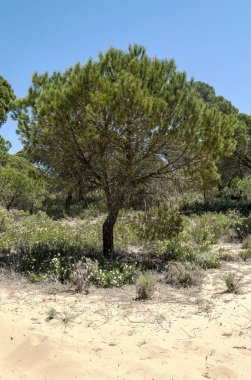 Ağaçlı Endülüs Tarlaları