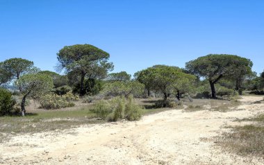 Ağaçlı Endülüs Tarlaları