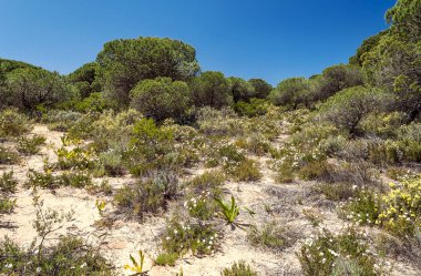 Ağaçlı Endülüs Tarlaları
