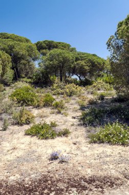 Ağaçlı Endülüs Tarlaları