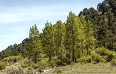 Güneşli bir günde İspanya 'da Sierra de Grazalema Dağları