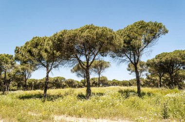 Ağaçlı Endülüs Tarlaları