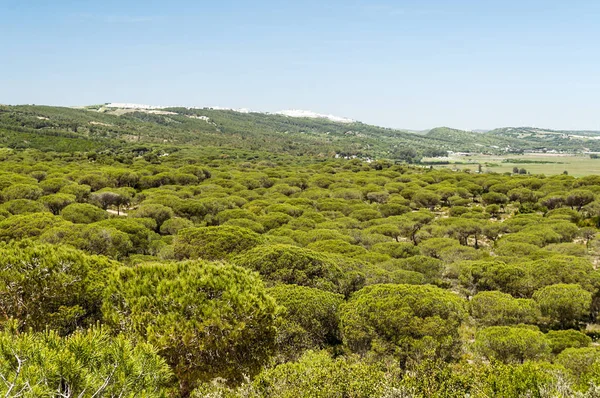 Ağaçlı Endülüs Tarlaları