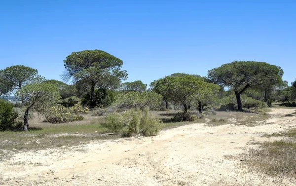 Ağaçlı Endülüs Tarlaları