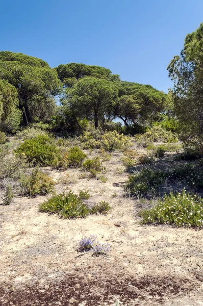 Ağaçlı Endülüs Tarlaları