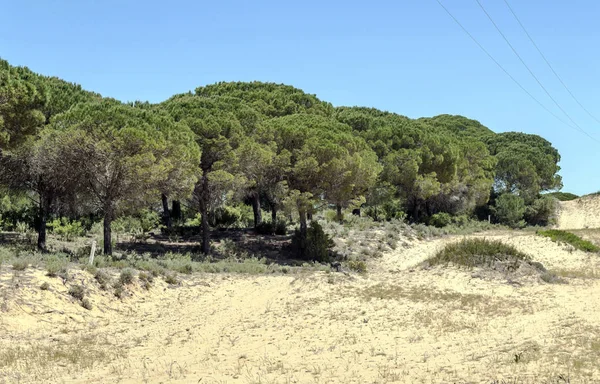 Champs Andalousie Avec Arbres — Photo