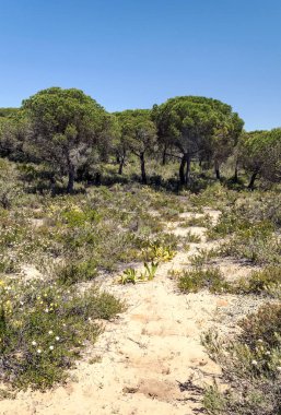 Ağaçlı Endülüs Tarlaları