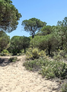 Ağaçlı Endülüs Tarlaları