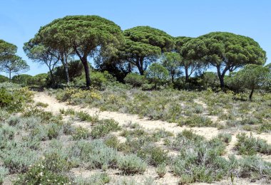 Ağaçlı Endülüs Tarlaları