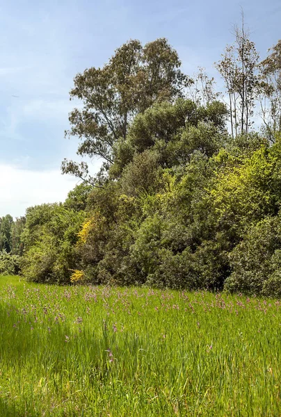 アンダルシアの畑と木 — ストック写真