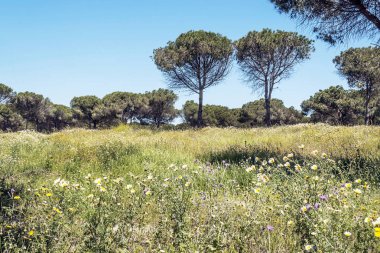 Ağaçlı Endülüs Tarlaları