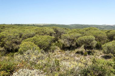 Ağaçlı Endülüs Tarlaları