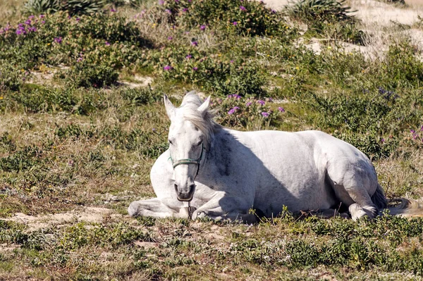 Horse Resting Fields Andalusia — Stock Photo, Image