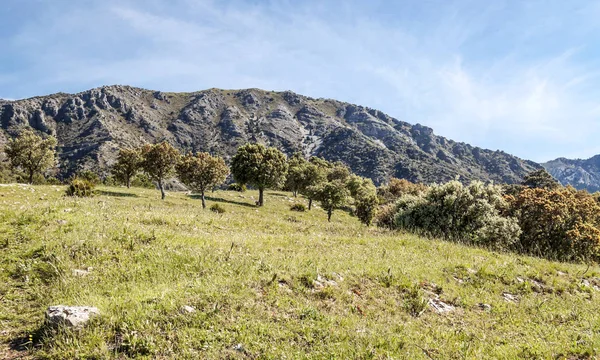 Montañas Día Soleado Sierra Grazalema España — Foto de Stock