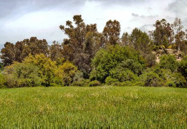 Ağaçlı Endülüs Tarlaları