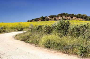 Ağaçlı Endülüs Tarlaları