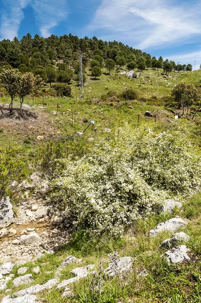 Βουνά Μια Ηλιόλουστη Μέρα Στη Σιέρα Ντε Γκραζαλέμα Στην Ισπανία — Φωτογραφία Αρχείου