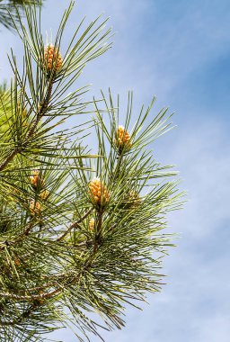 Gökyüzüyle çevrili kestane dalları