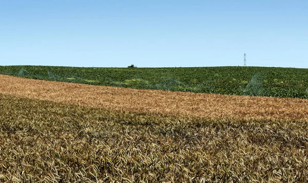 Campos Andaluzia Com Árvores — Fotografia de Stock